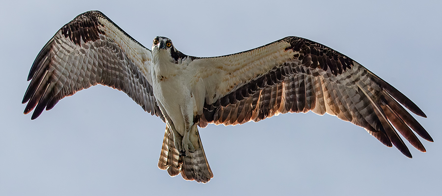 Osprey in flight