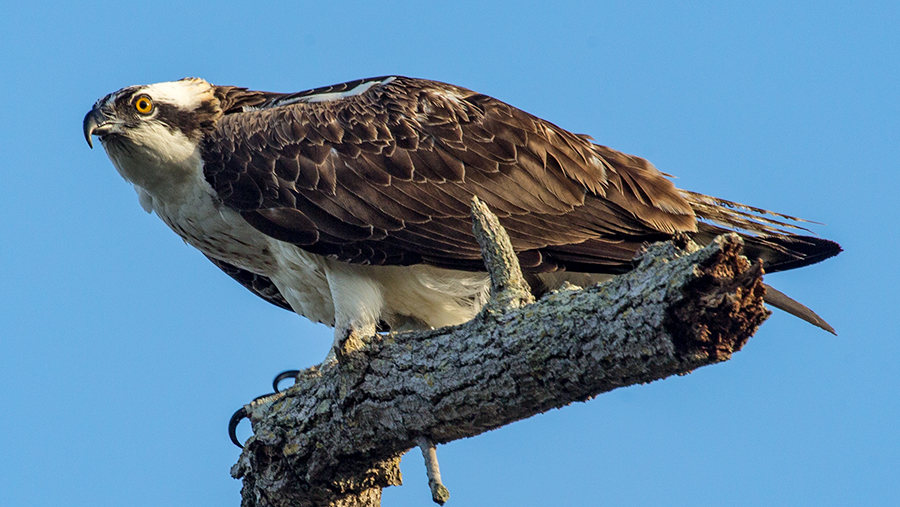 Osprey hunched over looking for food.