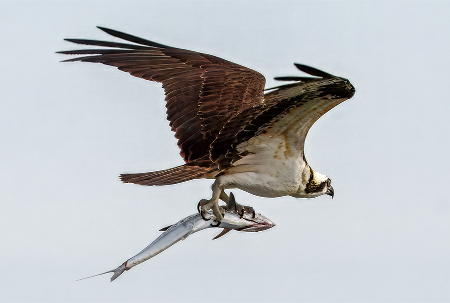 Osprey carrying a fish in flight.