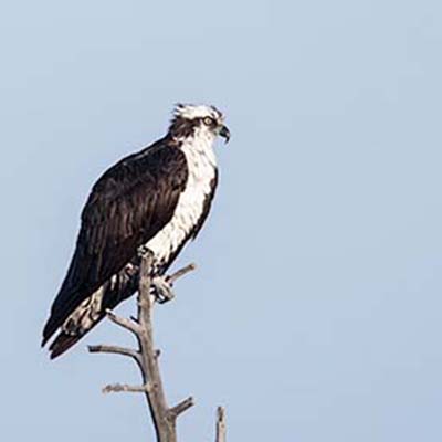 Osprey surveying country side