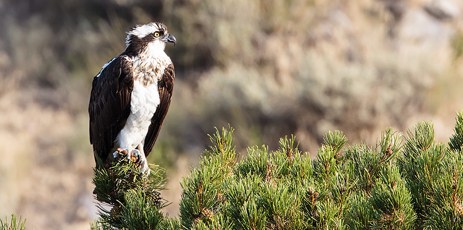 Osprey in tree top checking out options.