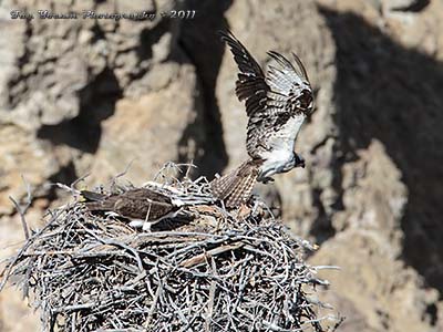 Osprey parent taking off from nest