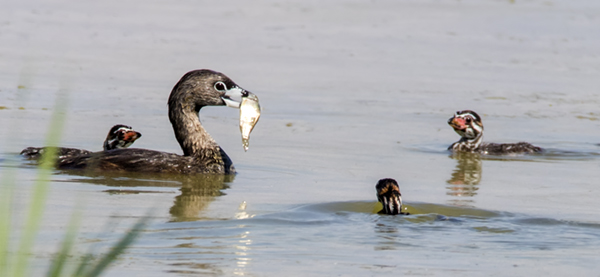 Pied-billed Grebe with dinner for its three very colorful chicks.