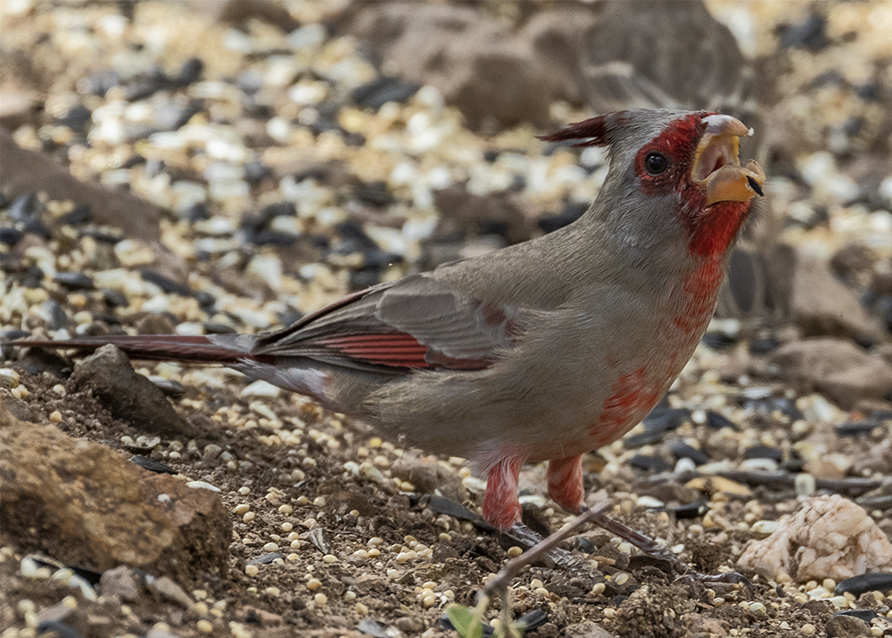 Pyrrhuloxia