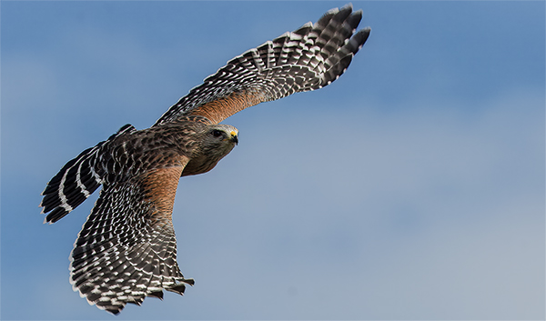 Red-shouldered Hawk in flight