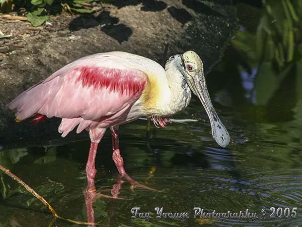 Roseate Spoonbill at the water edge