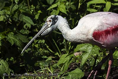 Roseate Spoonbill