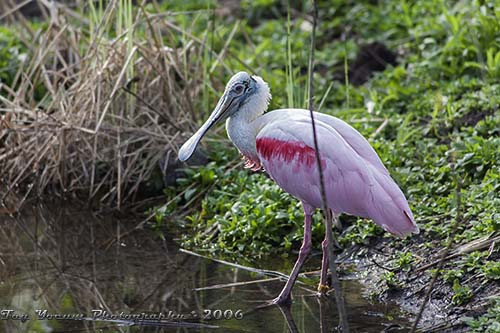 Roseate Spoonbill at water edge