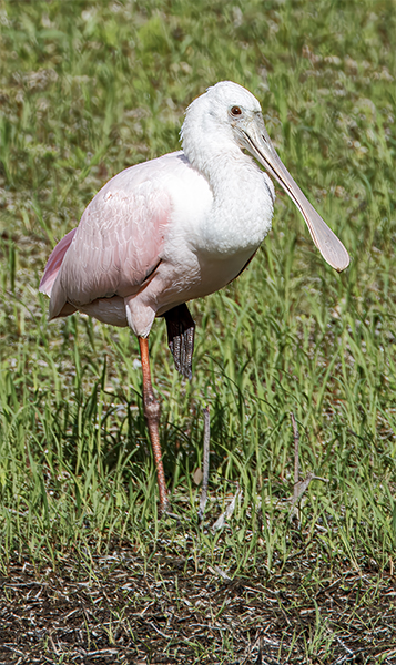 Spoonbill in a Florida field