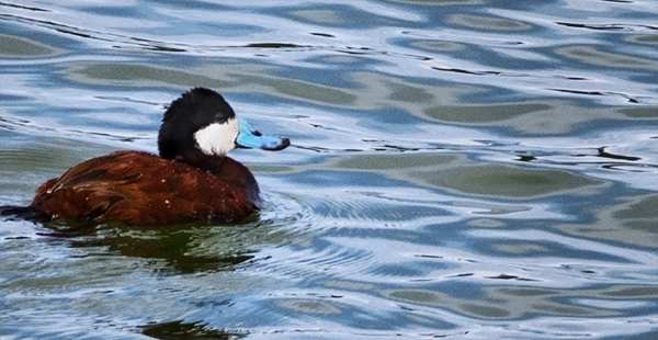 Ruddy Duck