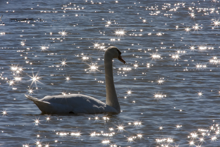 Mute swan swimming among the sun sparkles