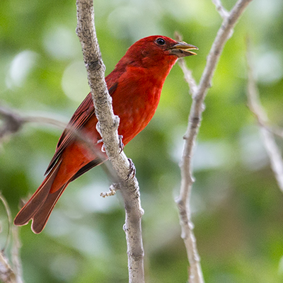Summer Tanager male.