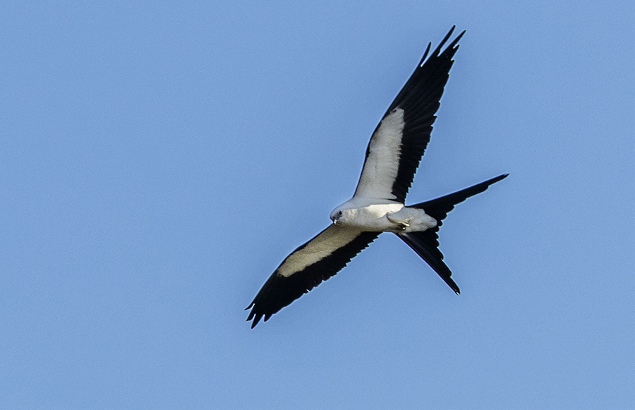 Swallow-tailed Kite