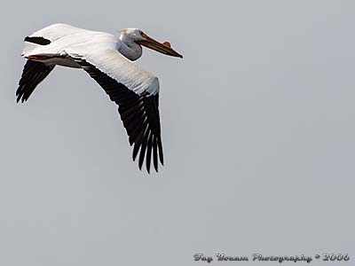American White Pelican flying over Mississippi River