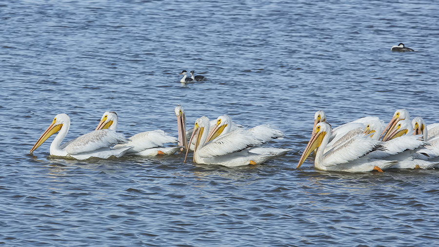 A group of American White Pelican swimming on the Mississippi River
