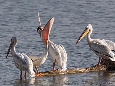 American White Pelican Showing off its pouch