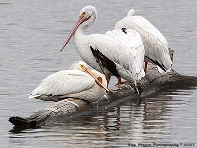 American White Pelicans sunning themselves on log in the Mississippi River