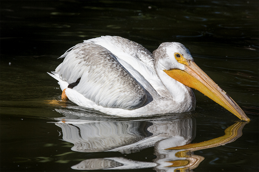 American White Pelican swimming