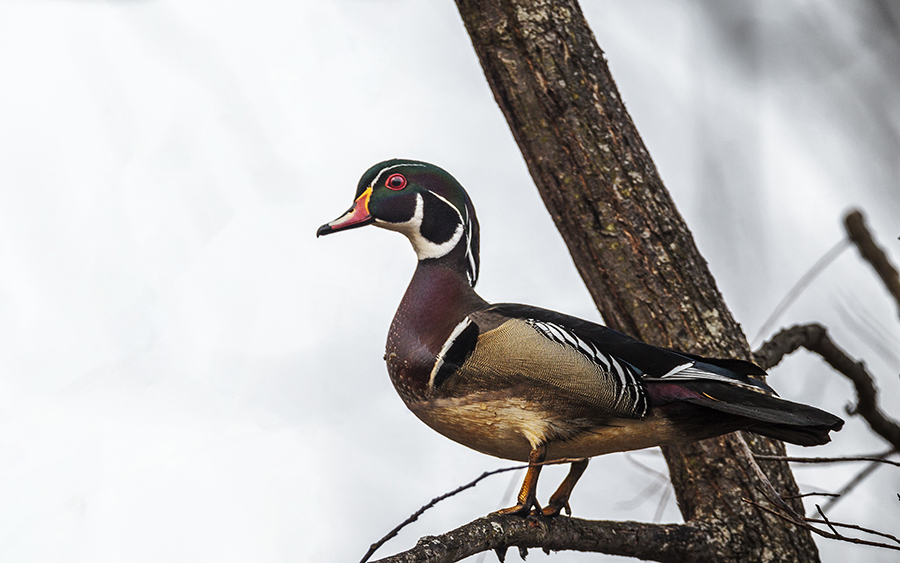 Wood Duck in a tree