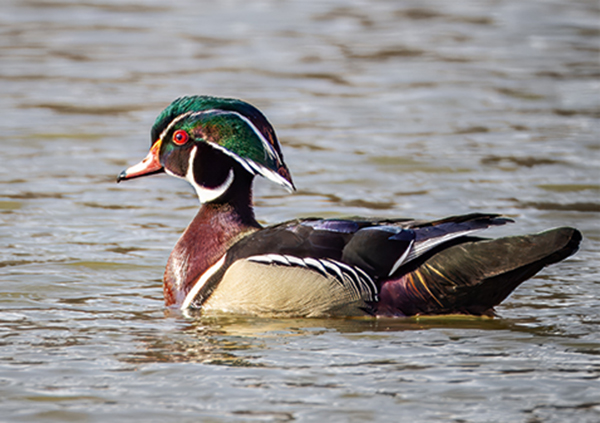 A drake or male Wood Duck