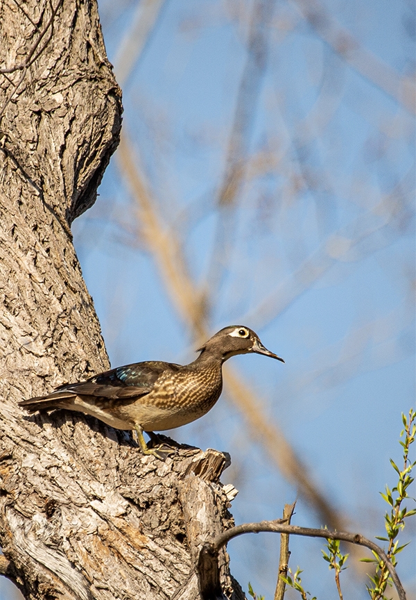 Wood Duck hen in tree.