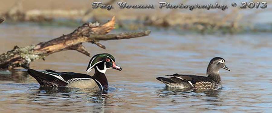 Pair of Wood Ducks