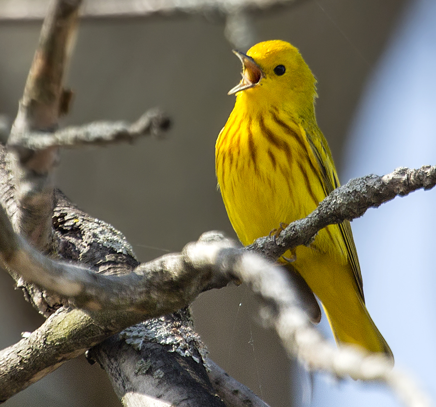 Yellow Warbler singing out his heart for love.