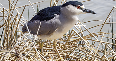 Picture of a bird with large black beak, red eyes, blue back and head cap, and white underside