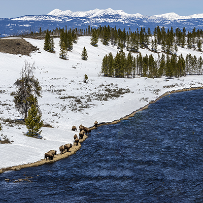 Bison walking along the Madison River. Snow on the ground.