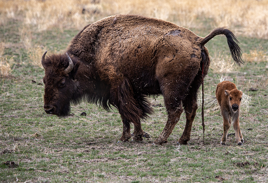 Bison mama with newborn.