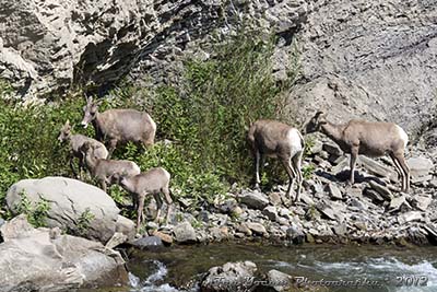 Small herd of ewes and young lambs along the Gardiner River in Yellowstone National Park.