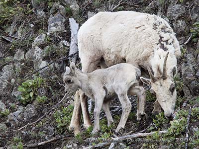 A young lamb by mother who is still dressed in winter wool.