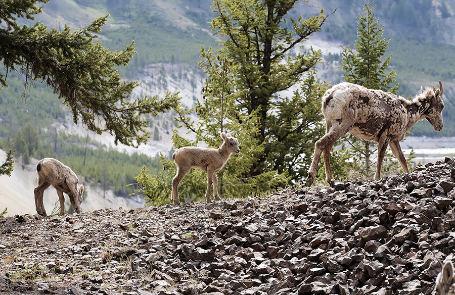 Bighorn ewe with twins