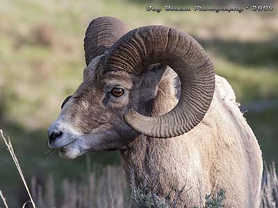 Bighorn sheep ram with tip of horn broken off