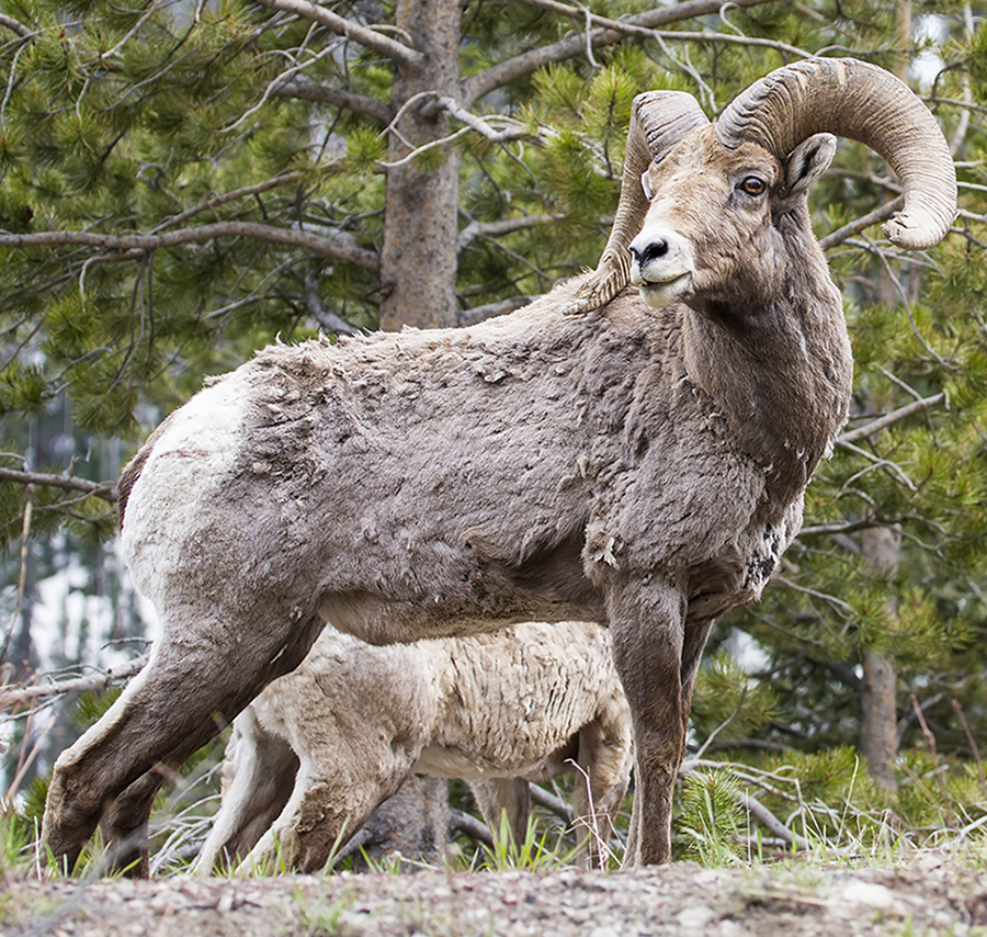A small Bighorn Sheep ram herd
