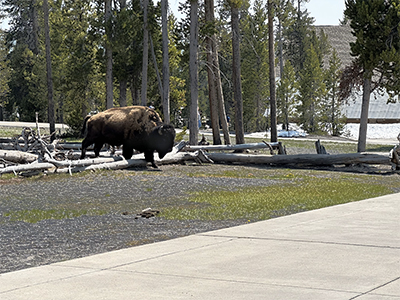 Bison cutting through the Old Faithful area.