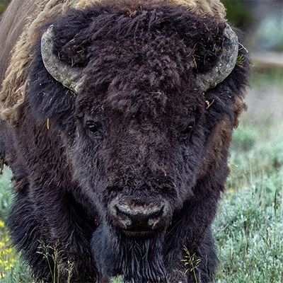 Bison face showing horns