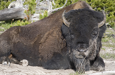 Facial image of bison