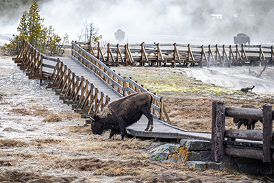 Bison cow going over the boardwalk at Biscuit Basin