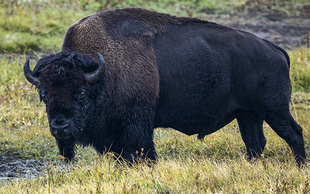 Bison in profile