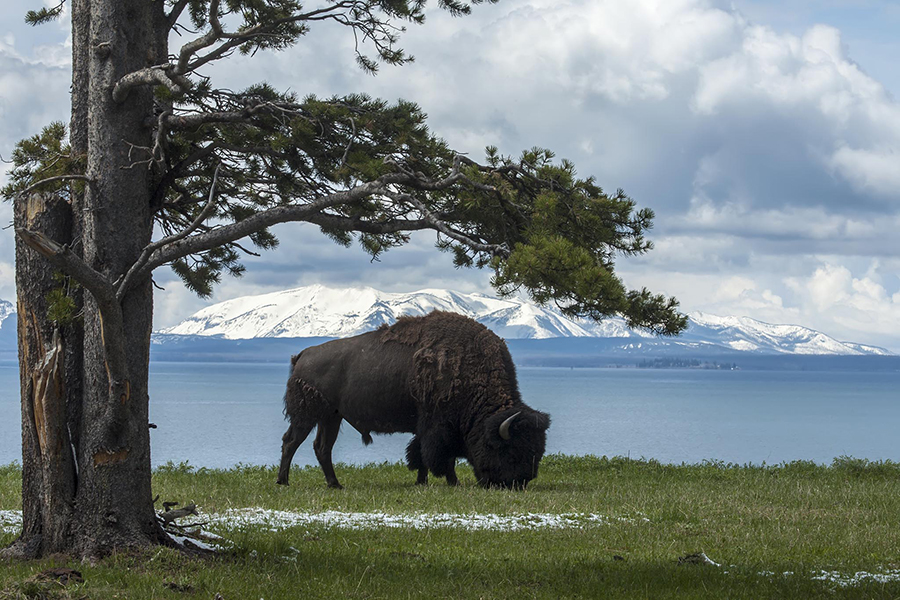 Bison under tree