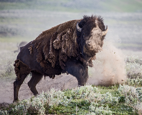 Male Bison with dirt on face and dirty clods flying in the air