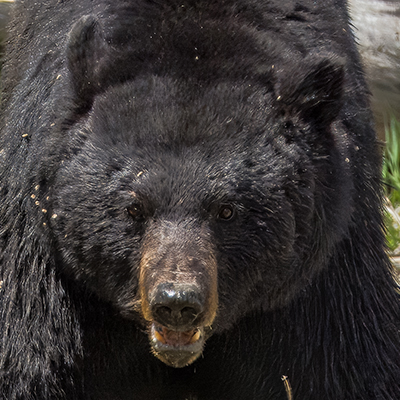 Black bear frontal