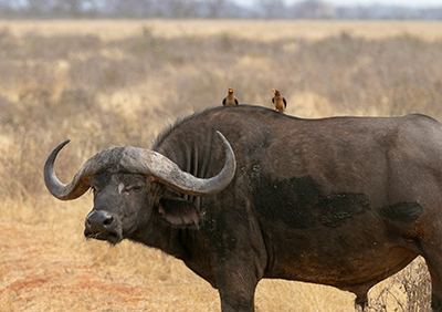 Buffalo side view