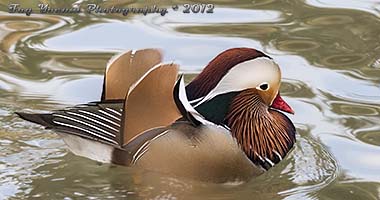 Mandarin Drake