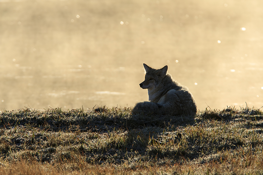 Coyote by the Yellowstone River