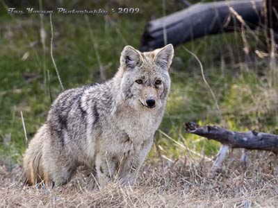 Coyote in field looking for dinner