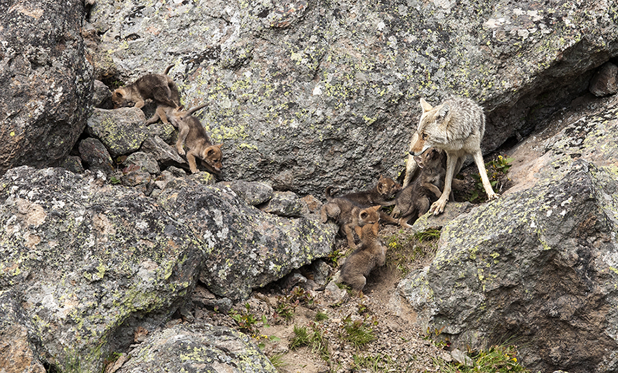 Coyote mom with some of her nine pups