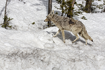 Coyote walking across snow
