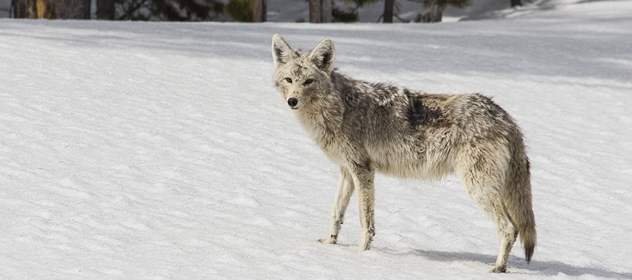 Coyote in profile